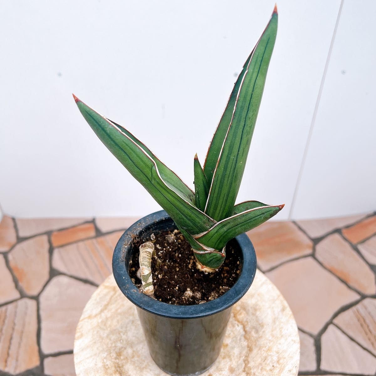 現品　フィカス　ゴムの木　ベンガレンシス　53　曲がり　インテリアグリーン　室内 現品 フィカス ゴムの木 ベンガレンシス 53 曲がり インテリア